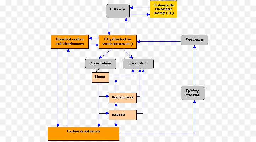 Ciclo Del Carbono，Diagrama De PNG