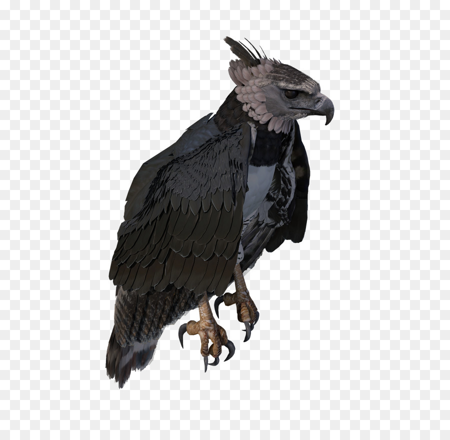 águila Calva，Extinción PNG