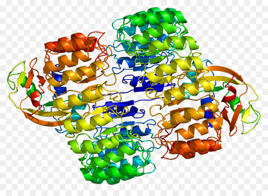 Estructura De La Proteína，Molécula PNG