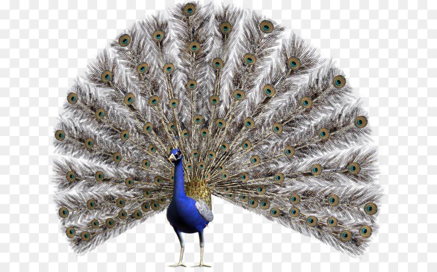 Pájaro，Pavo PNG