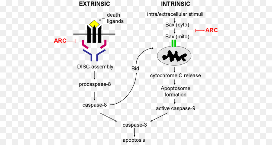 La Apoptosis，Celular PNG