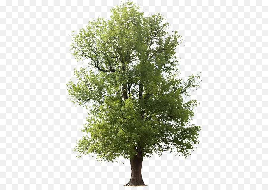 árbol，Ceniza Verde PNG