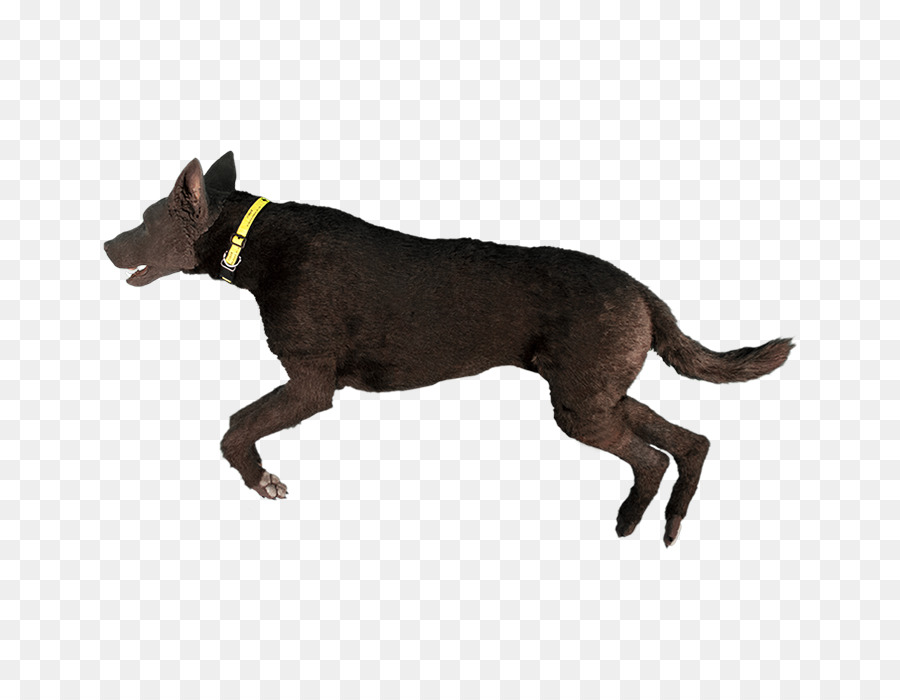 Perro，La Infusión Intraósea PNG