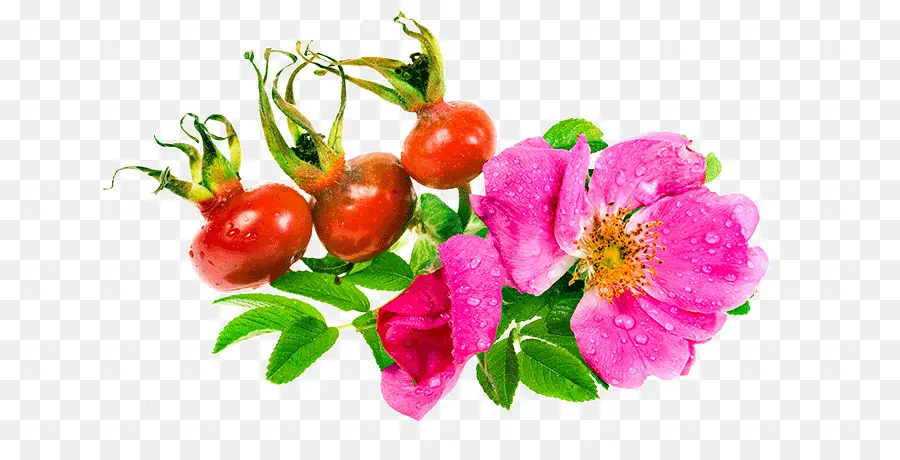 Flor Rosa Y Frutos Rojos，Hojas PNG