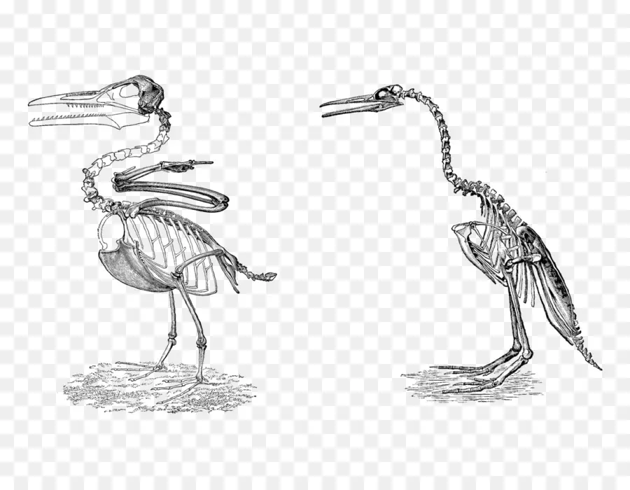 Hesperornis，Aves PNG