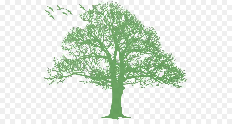 Roble，árbol PNG