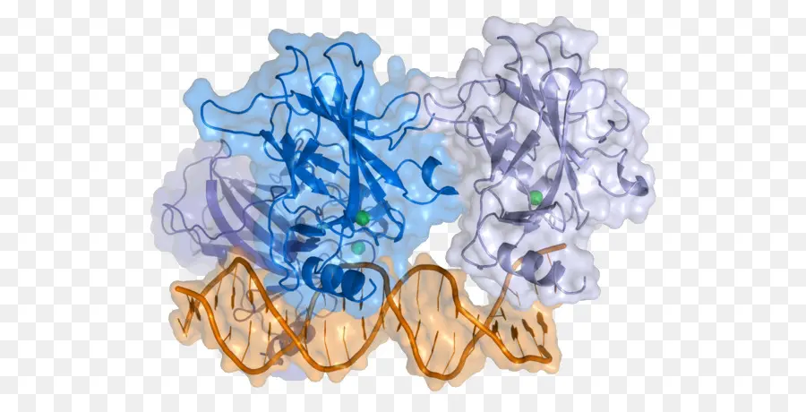 Estructura De La Proteína，Molécula PNG