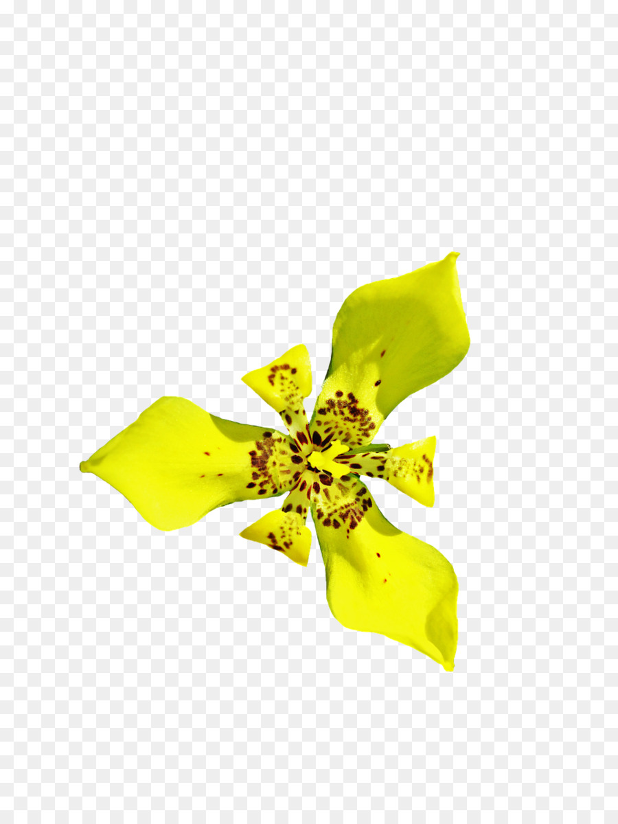 Flor，Amarillo PNG