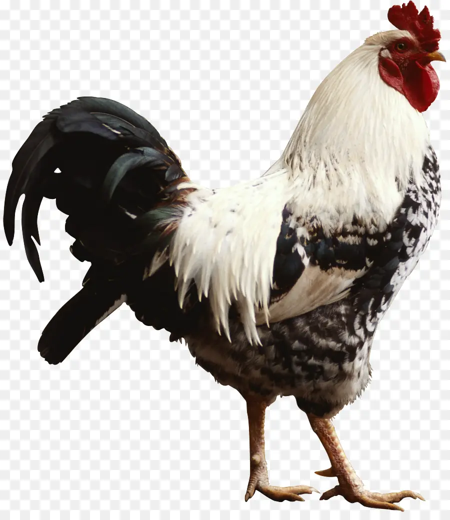 Pollo，Fondo De Escritorio PNG