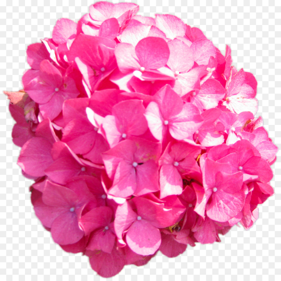 Hortensia Rosa，Florecer PNG