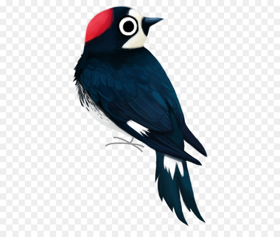 Pico，Piciformes PNG