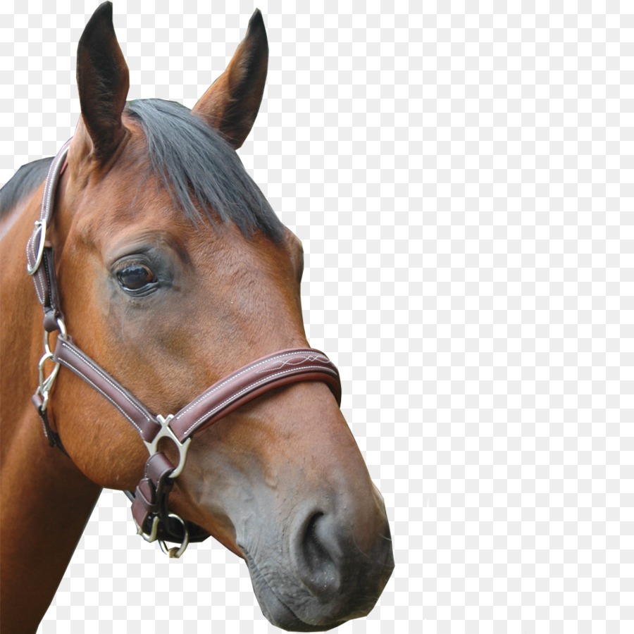 Halter，Caballo PNG