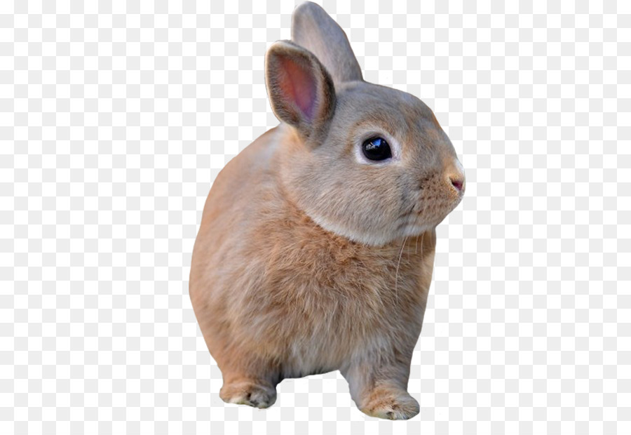 Conejo，Conejito PNG