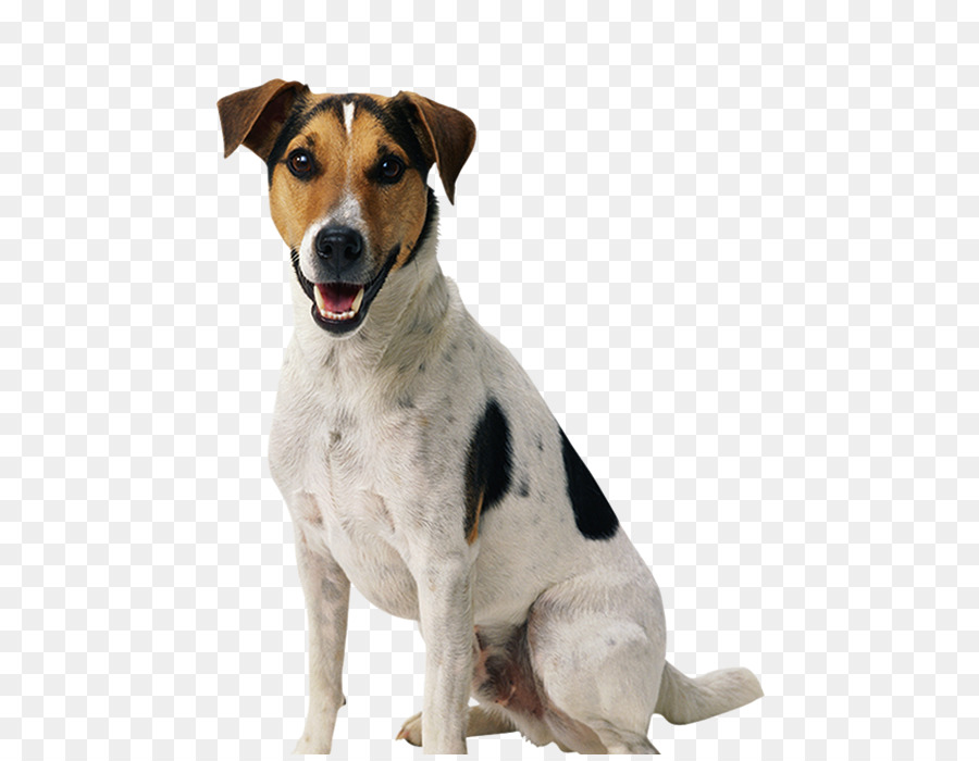 Gran Perro De Montaña Suiza，Doguillo PNG