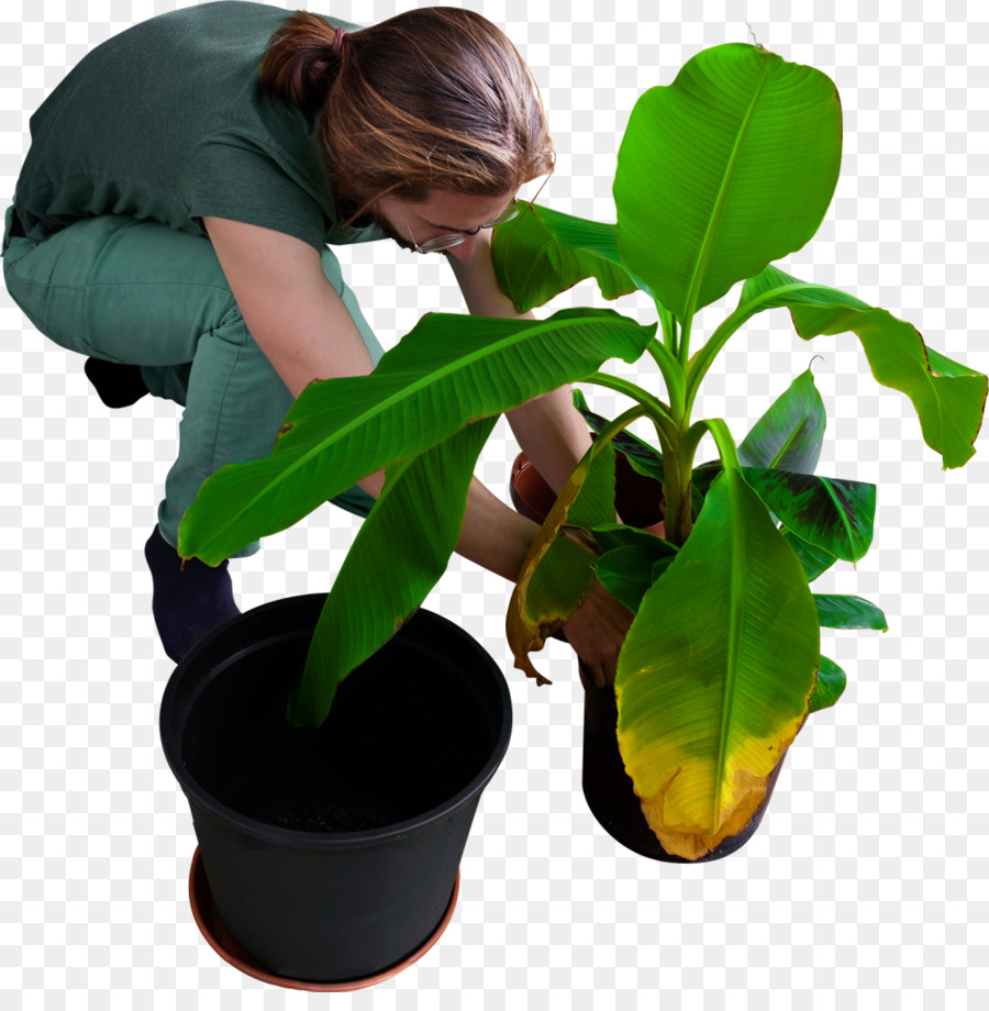 Plantar Un árbol De Plátano，Planta PNG