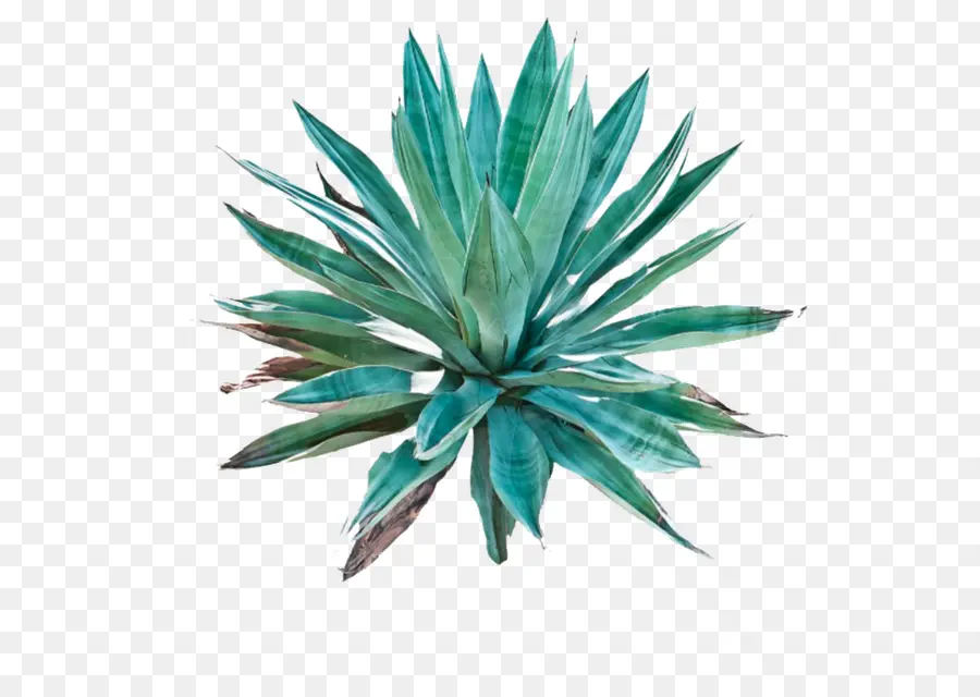 Agave Azul，Tequila PNG