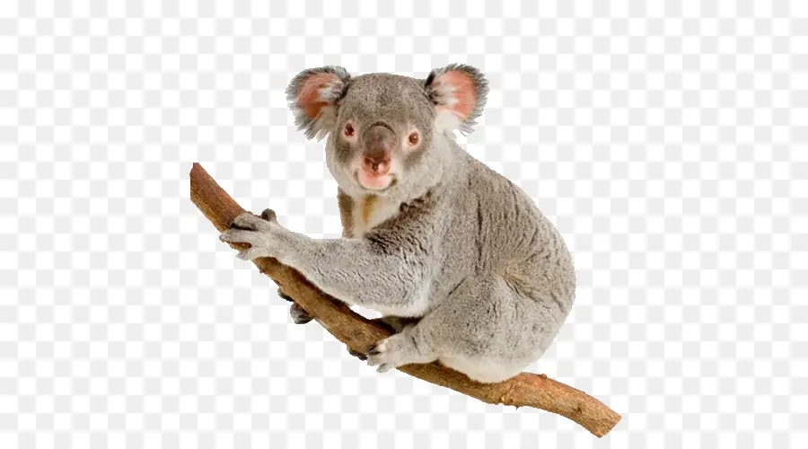 Koala，Australia PNG