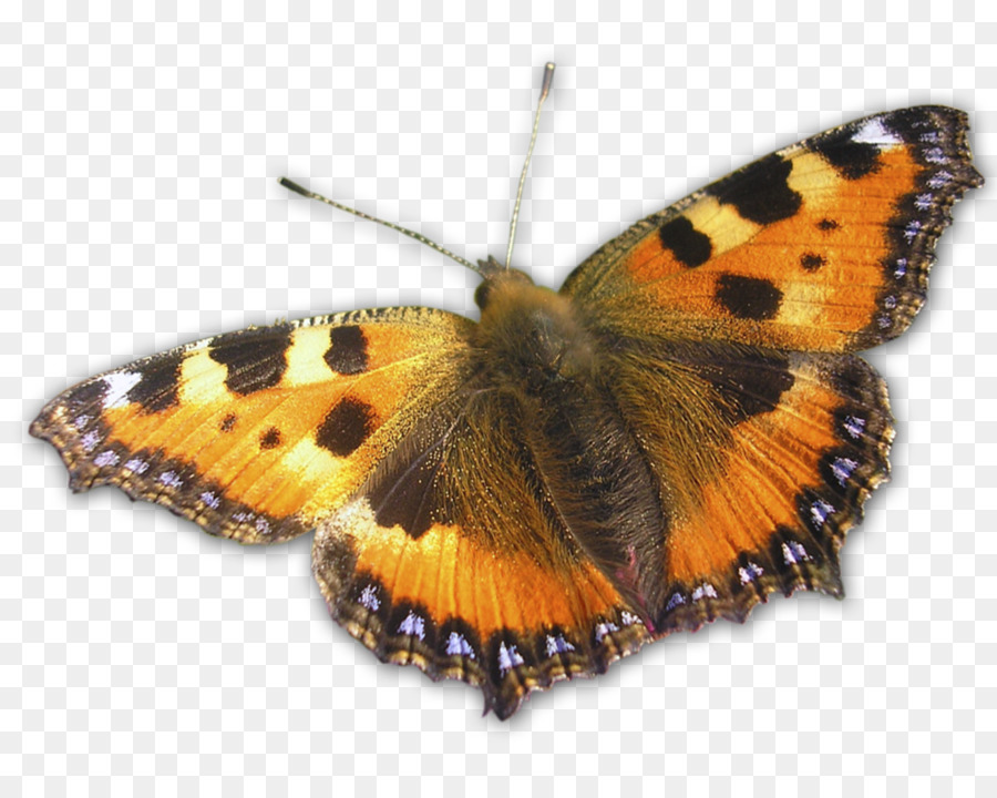 La Mariposa Monarca，Mariposa PNG