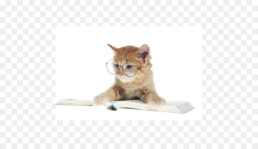 Gatito，Fondo De Escritorio PNG