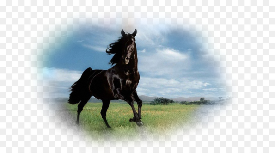 Caballo Negro，Campo PNG