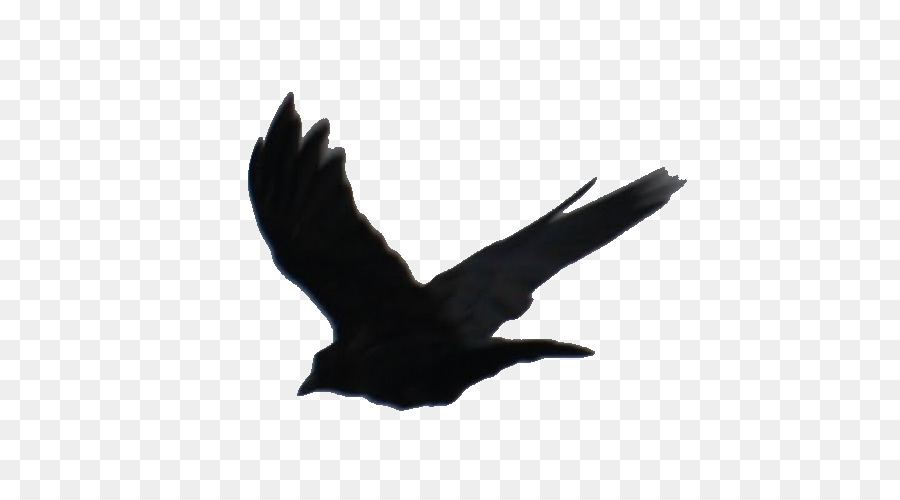 Gaviota，Vuelo PNG