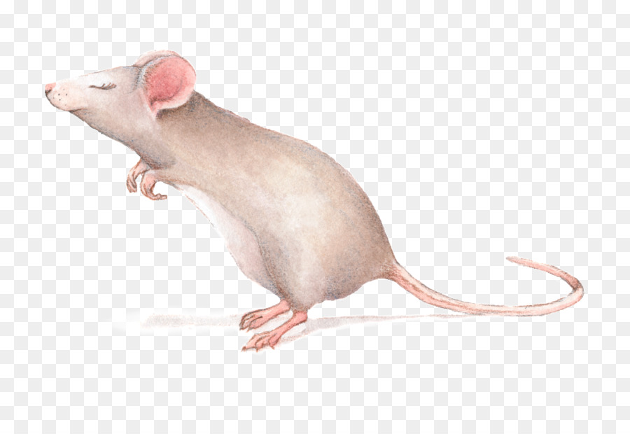 Ratón Gris，Roedor PNG