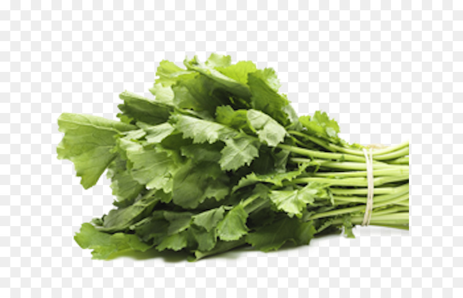 Cilantro，Hierba PNG