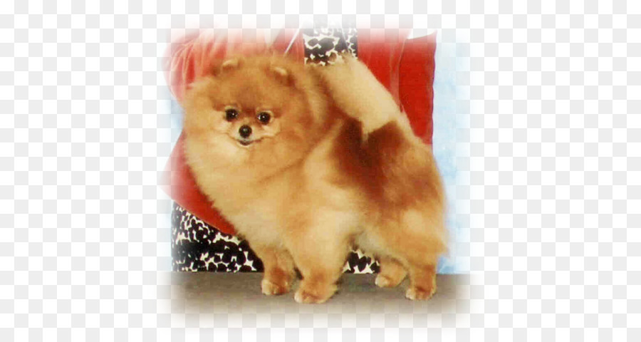 German Spitz Pequeño，Pomerania PNG