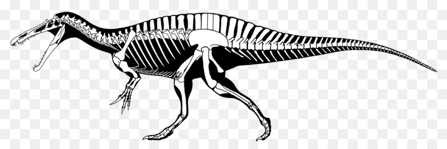 Spinosaurus，Tyrannosaurus PNG