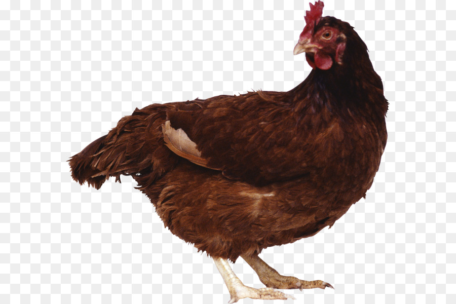 Pollo，Iconos De Equipo PNG