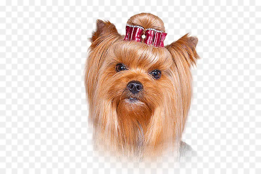 Yorkshire Terrier，Australian Silky Terrier PNG