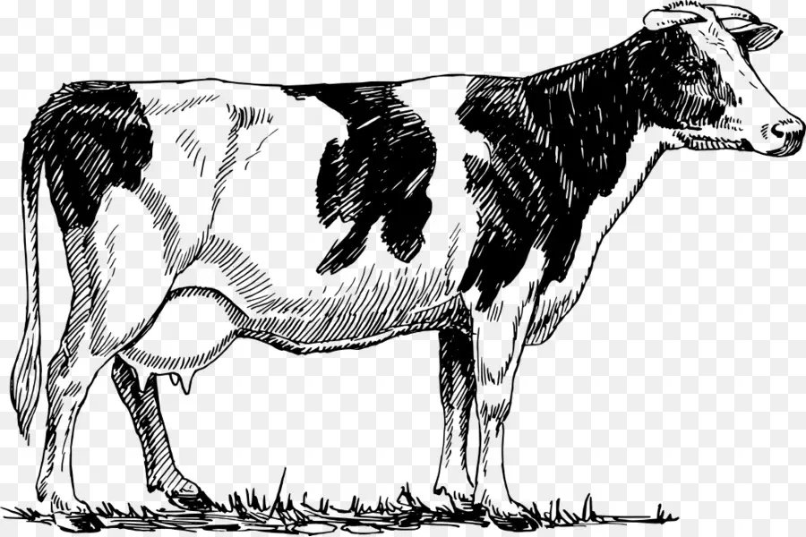 Ganado Holstein Friesian，Guernsey Ganado PNG