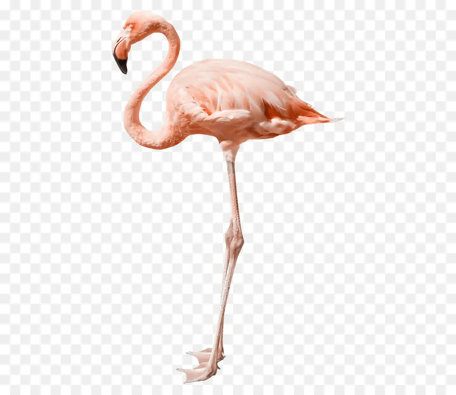 Flamingo，Una Fotografía De Stock PNG