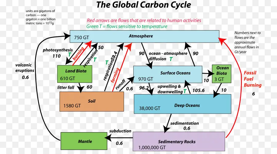 Ciclo Del Carbono，El Carbono En El Suelo PNG