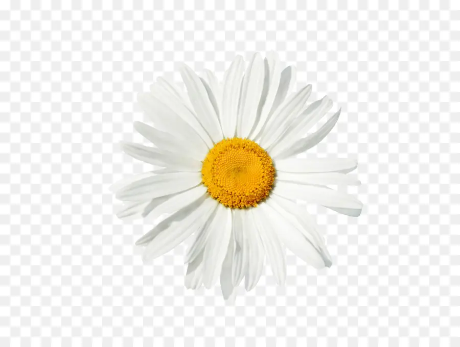 Común Daisy，La Manzanilla PNG