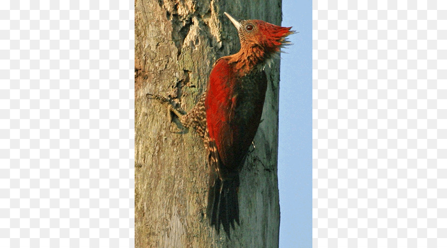 Carpintero，La Fauna PNG