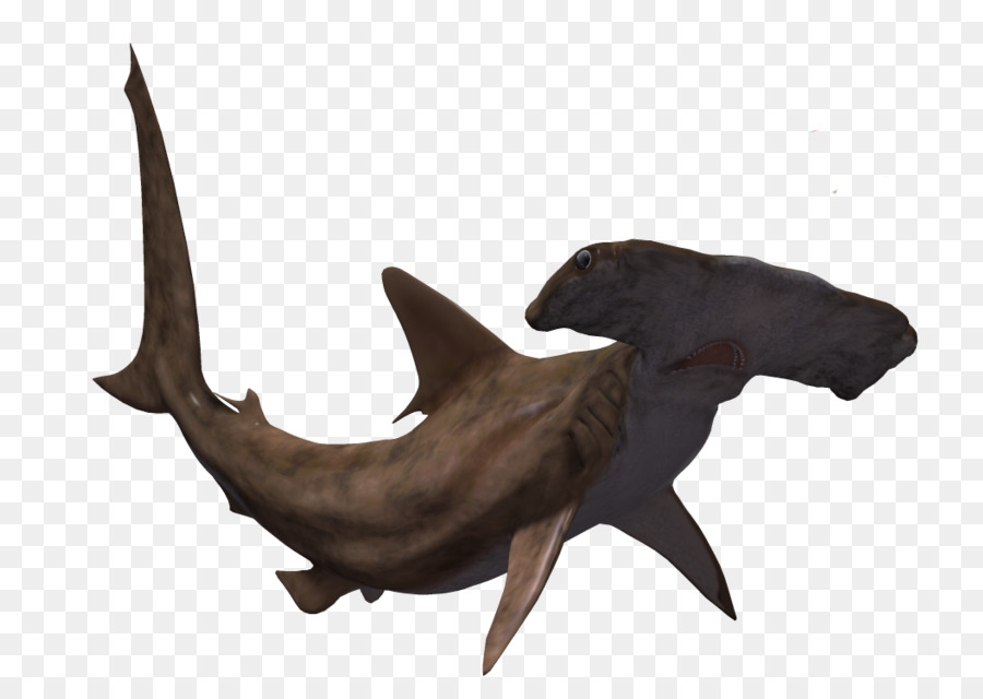 Tiburón，Tiburón Martillo PNG