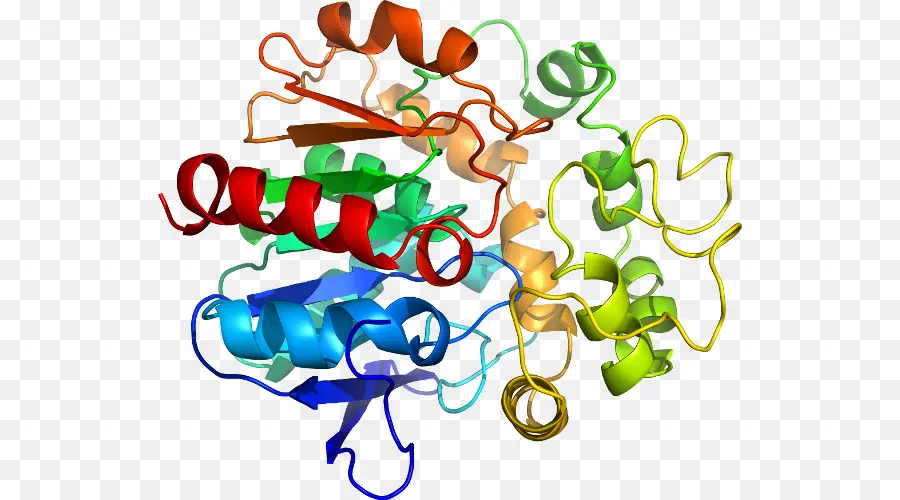 Estructura De Proteína Colorida，Biología PNG