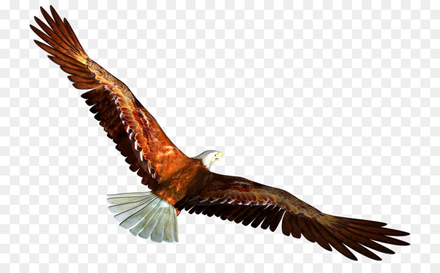 Águila，Pájaro PNG