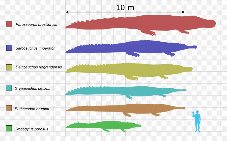 Deinosuchus，Purussaurus PNG