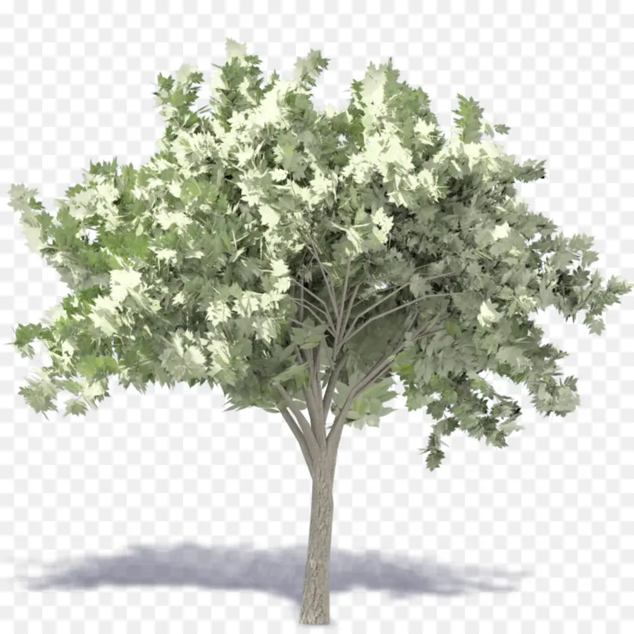 Árbol，Planta PNG