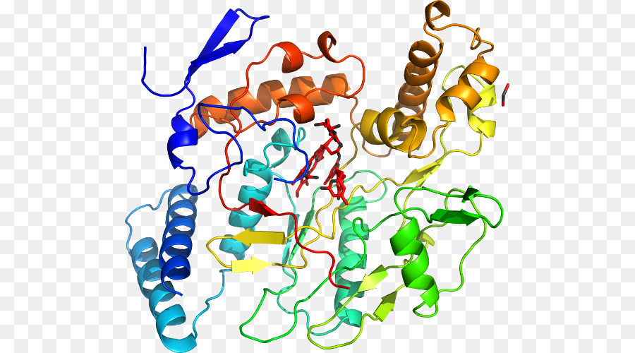 Estructura De La Proteína，Molécula PNG