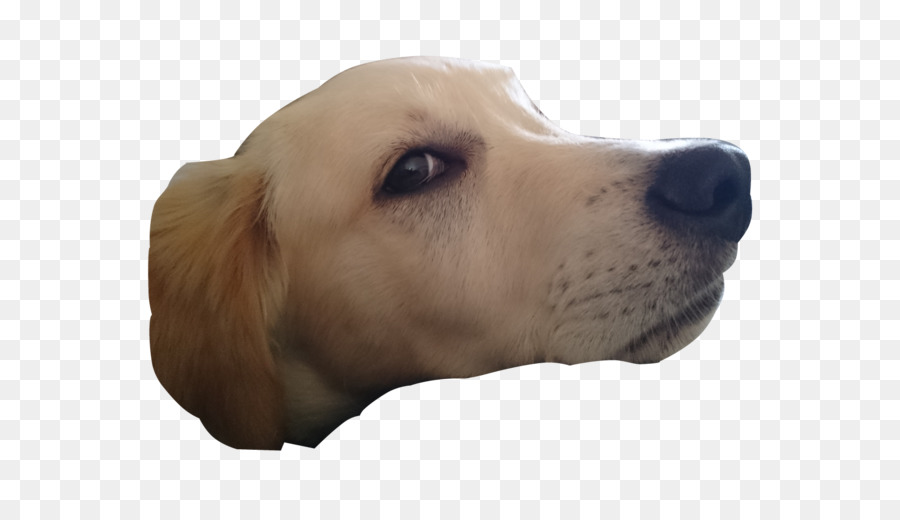 Perro，Blanco PNG