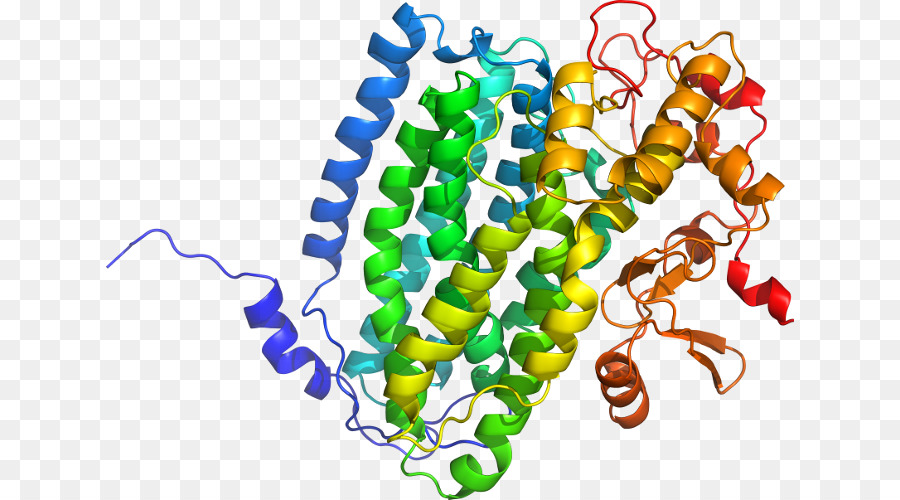 Estructura De La Proteína，Molécula PNG