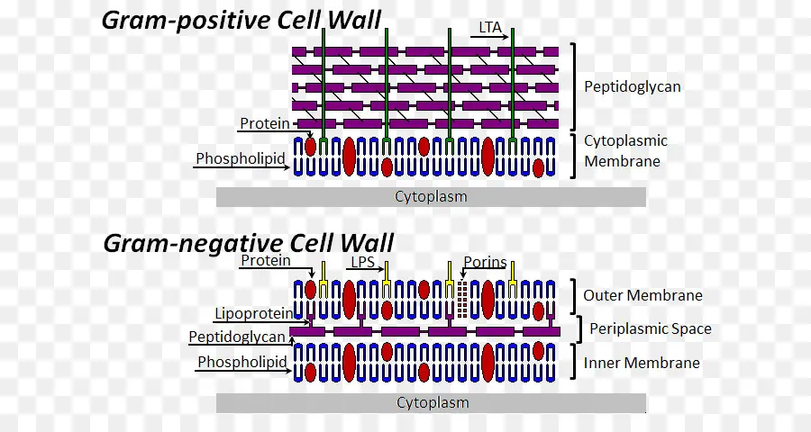 La Pared Celular，Estructura De Célula Bacteriana PNG