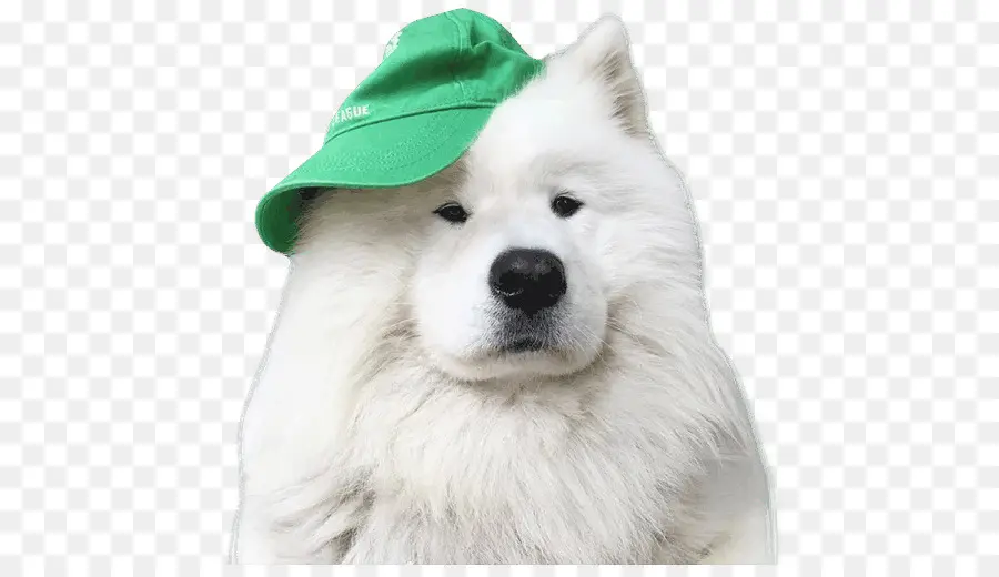 Perro Con Sombrero Verde，Mascota PNG