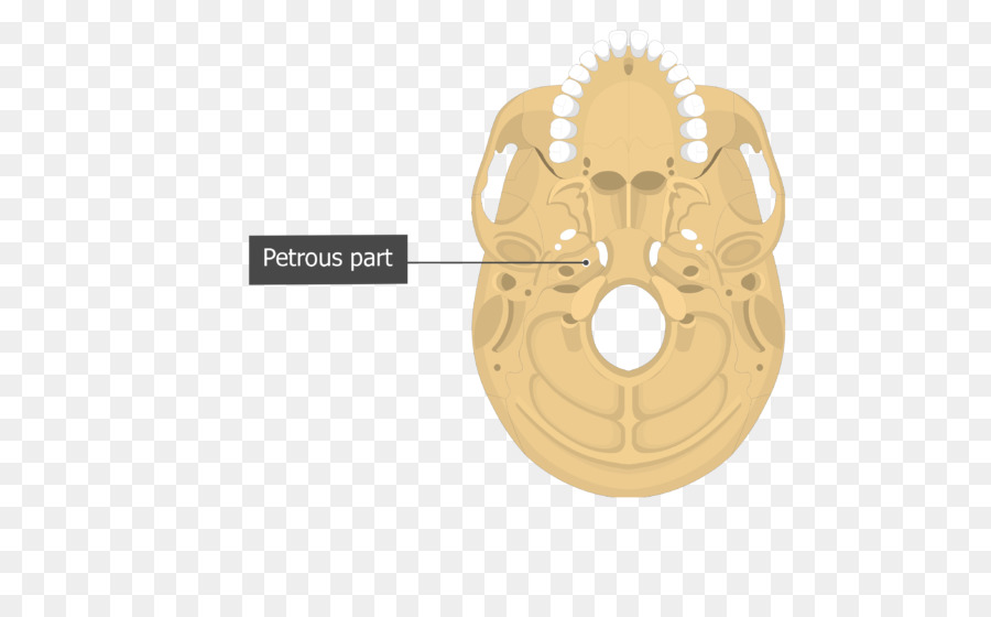 Vomer，Lacrimal Bone PNG