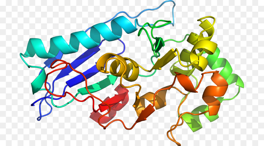 Proteína Quinasa，Treonina PNG