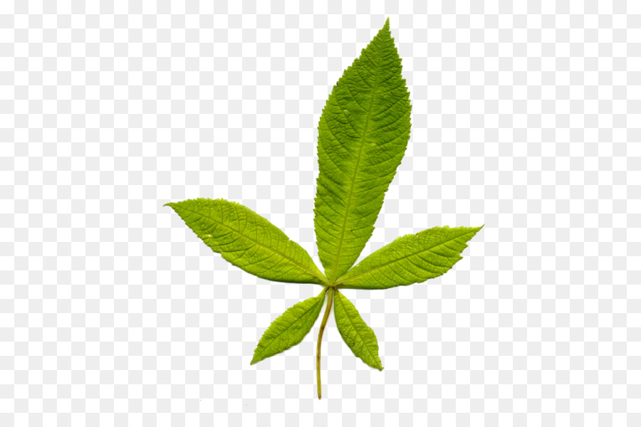 Leaf，Plant Stem PNG