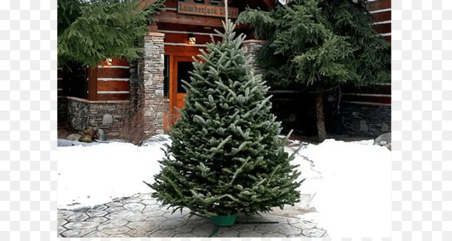 Árbol De Navidad，Hojas Perennes PNG